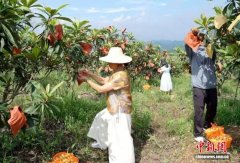 江西彭泽：枇杷“金果”挂